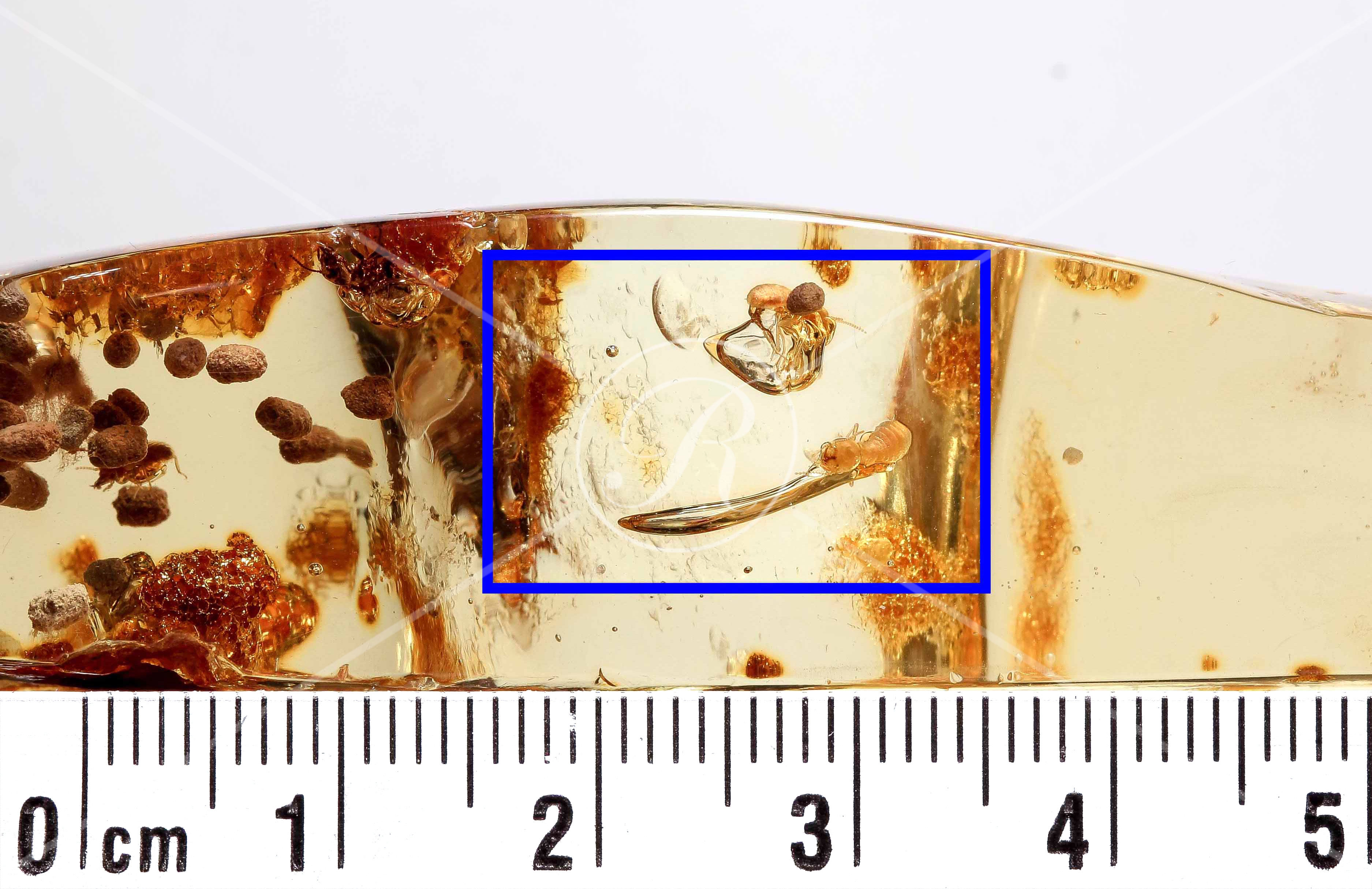 Watermark_195_N107éch .jpg